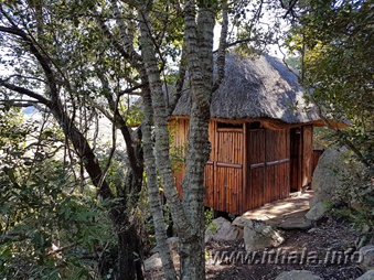 Wooden cabin surrounded by indigenous bush at Mhlangeni Bush Camp