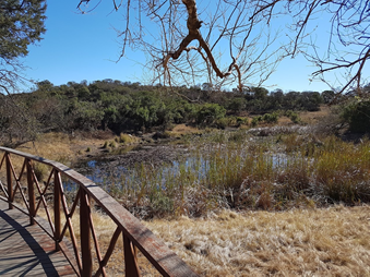 Waterhole viewed from the deck at Ntshondwe Camp in Ithala Game Reserve