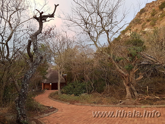 Woodland pathway leading to Ntshondwe Lodge at Ntshondwe Camp